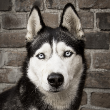 Tiere